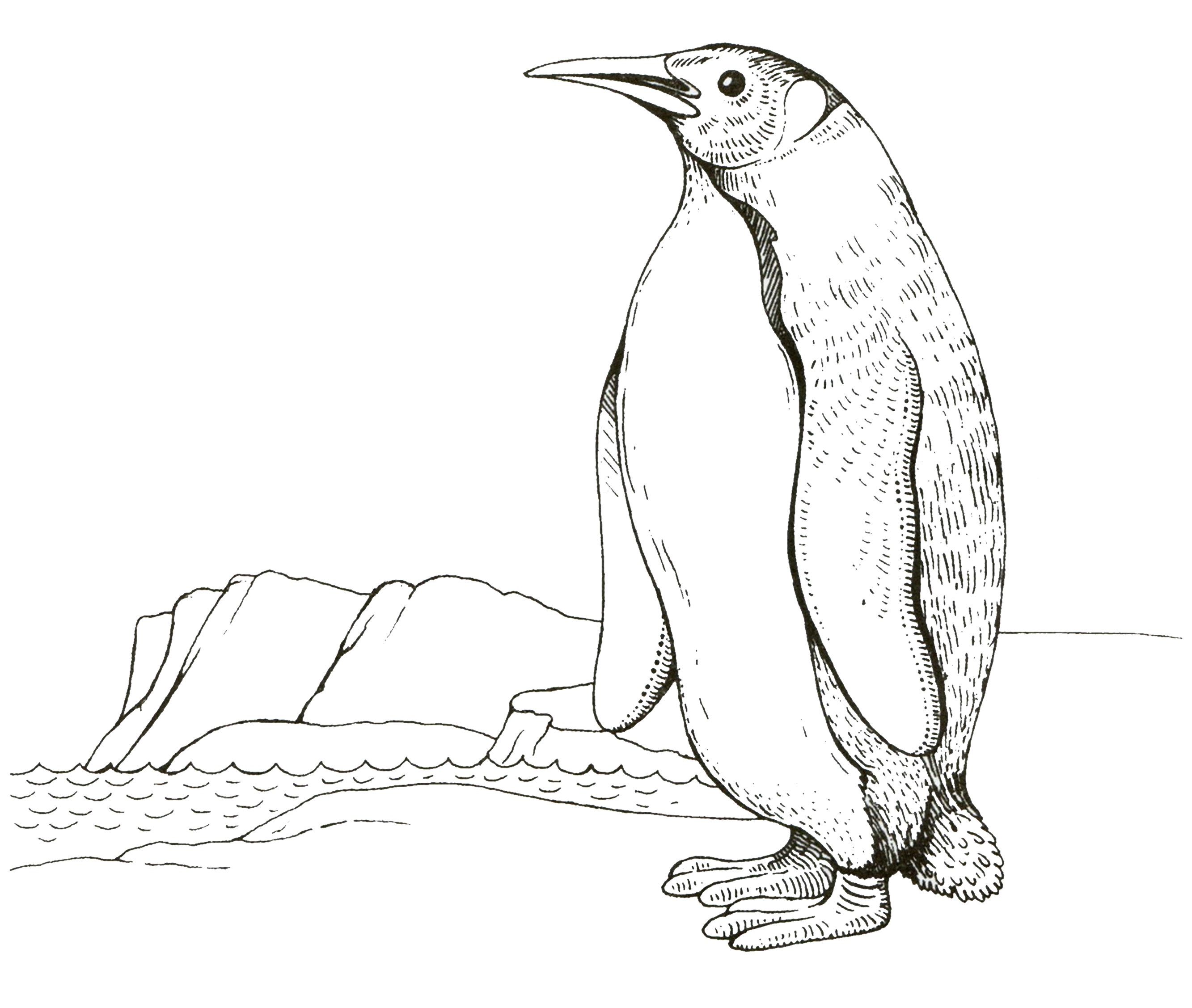 раскраска пингвин